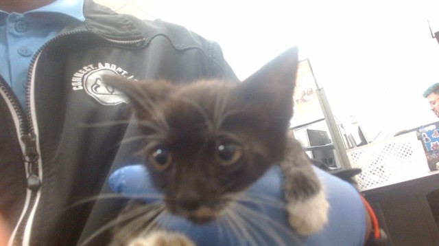 Shelter Stray Male Cat last seen Near BLOCK SW 67 AVE, 3599 NW 79th Ave, Doral, FL 33122, USA