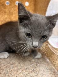 Shelter Stray Male Cat last seen VAN BUREN BLVD /CALIFORNIA, RIVERSIDE CA, 6851 Van Buren Boulevard, Jurupa Valley, CA 92509, USA