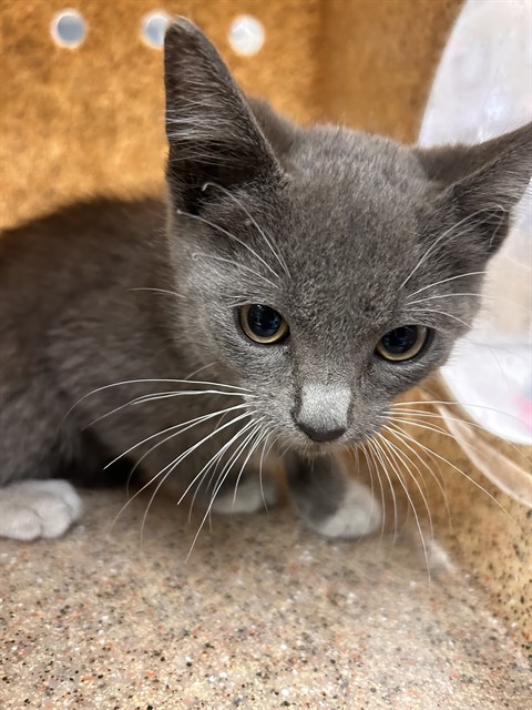 Shelter Stray Male Cat last seen VAN BUREN BLVD /CALIFORNIA, RIVERSIDE CA, 6851 Van Buren Boulevard, Jurupa Valley, CA 92509, USA