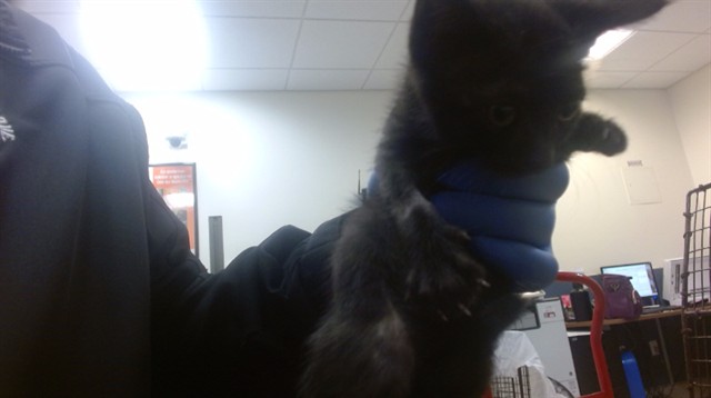 Shelter Stray Female Cat last seen Near BLOCK SW 67 AVE, 3599 NW 79th Ave, Doral, FL 33122, USA