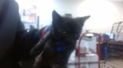 Shelter Stray Female Cat last seen Near BLOCK SW 67 AVE, 3599 NW 79th Ave, Doral, FL 33122, USA
