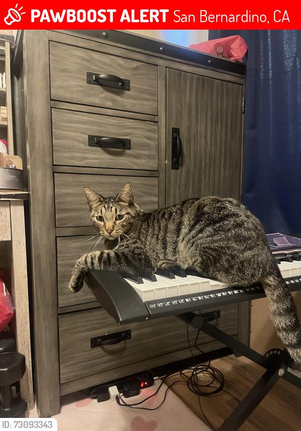 Lost Male Cat last seen Plymouth Way and Heritage Ln San Bernardino by Colony Park, San Bernardino, CA 92408