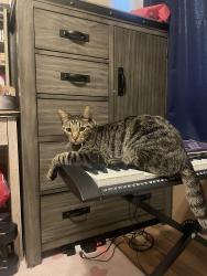 Lost Male Cat last seen Plymouth Way and Heritage Ln San Bernardino by Colony Park, San Bernardino, CA 92408
