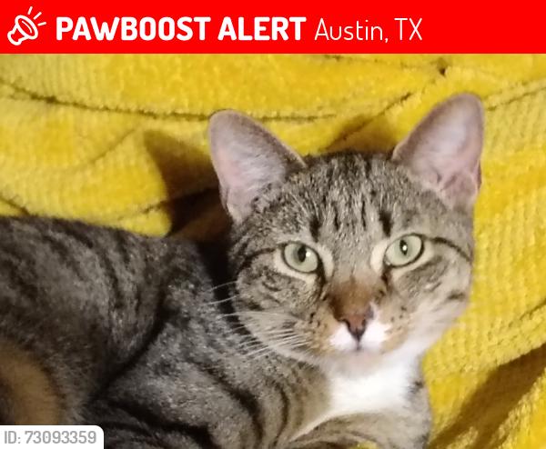 Lost Male Cat last seen Near Feather rock trail Austin tx 78734, Austin, TX 78734