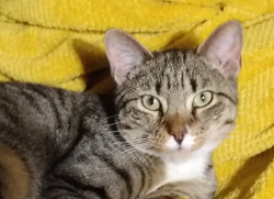 Lost Male Cat last seen Near Feather rock trail Austin tx 78734, Austin, TX 78734