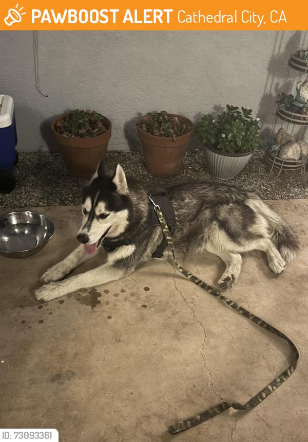Found/Stray Male Dog last seen Cathedral Canyon and Hwy 111, Cathedral City, CA 92235