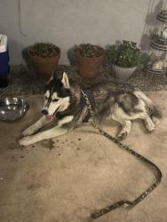Found/Stray Male Dog last seen Cathedral Canyon and Hwy 111, Cathedral City, CA 92235