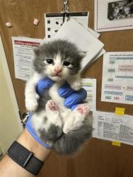 Shelter Stray Male Cat last seen TRAMONTI CT & BANFIELD DR, 2127 Front St, Sacramento, CA 95818, USA