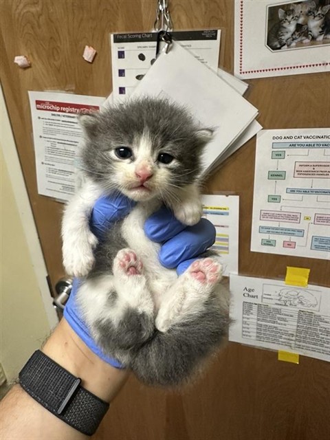 Shelter Stray Male Cat last seen TRAMONTI CT & BANFIELD DR, 2127 Front St, Sacramento, CA 95818, USA