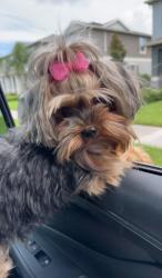 Reunited Female Dog last seen Near Memoir Ave, Winter Garden, FL, Winter Garden, FL 34787