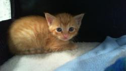 Shelter Stray Male Cat last seen CHARLOTTE, 8315 Byrum Dr, Charlotte, NC 28217, USA
