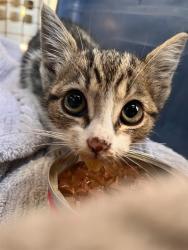Shelter Stray Female Cat last seen CHARLOTTE, 8315 Byrum Dr, Charlotte, NC 28217, USA
