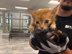 Shelter Stray Male Cat last seen PINEVILLE, 8315 Byrum Dr, Charlotte, NC 28217, USA