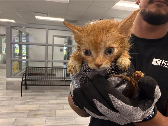 Shelter Stray Male Cat last seen PINEVILLE, 8315 Byrum Dr, Charlotte, NC 28217, USA