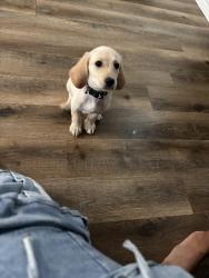 Lost Male Dog last seen Wosnig rd marion, Marion, TX 78124