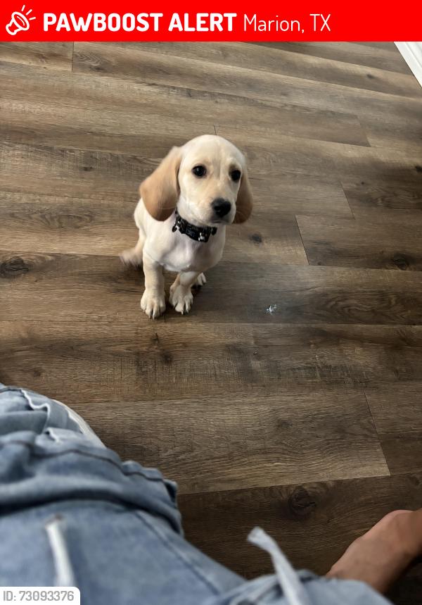 Lost Male Dog last seen Wosnig rd marion, Marion, TX 78124
