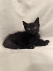 Shelter Stray Male Cat last seen CHARLOTTE, 8315 Byrum Dr, Charlotte, NC 28217, USA