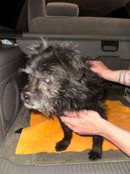 Reunited Unknown Dog last seen Preciado & Bernardo CHINO CA, Chino, CA 91710