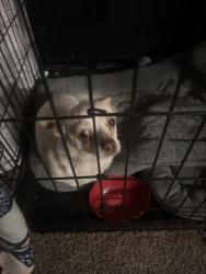 Found/Stray Unknown Dog last seen Rio fitness, Rio Linda, CA 95673