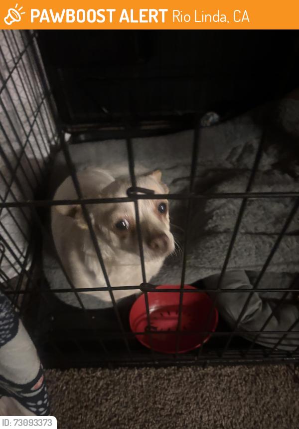 Found/Stray Unknown Dog last seen Rio fitness, Rio Linda, CA 95673