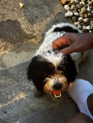 Found/Stray Male Dog last seen Anneewakee Falls off Rt 92 next to New Manchester HS, Douglasville, GA 30135