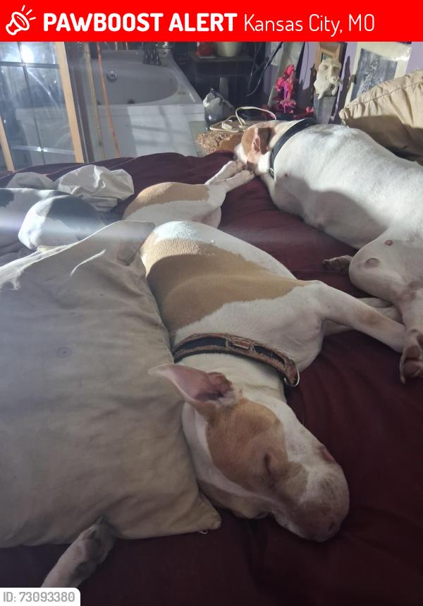 Lost Male Dog last seen Truman n hardesty, Kansas City, MO 64127