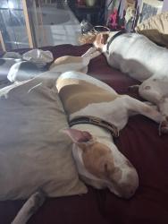 Lost Male Dog last seen Truman n hardesty, Kansas City, MO 64127