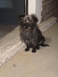 Found/Stray Unknown Dog last seen Yarbrough lomaland, El Paso, TX 79907