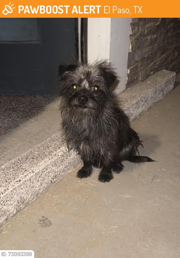 Found/Stray Unknown Dog last seen Yarbrough lomaland, El Paso, TX 79907