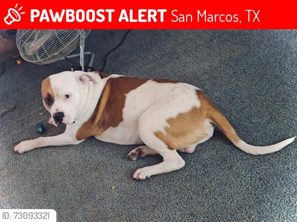 Lost Male Dog last seen Owl Hollow Rd San Marcos Texas , San Marcos, TX 78666