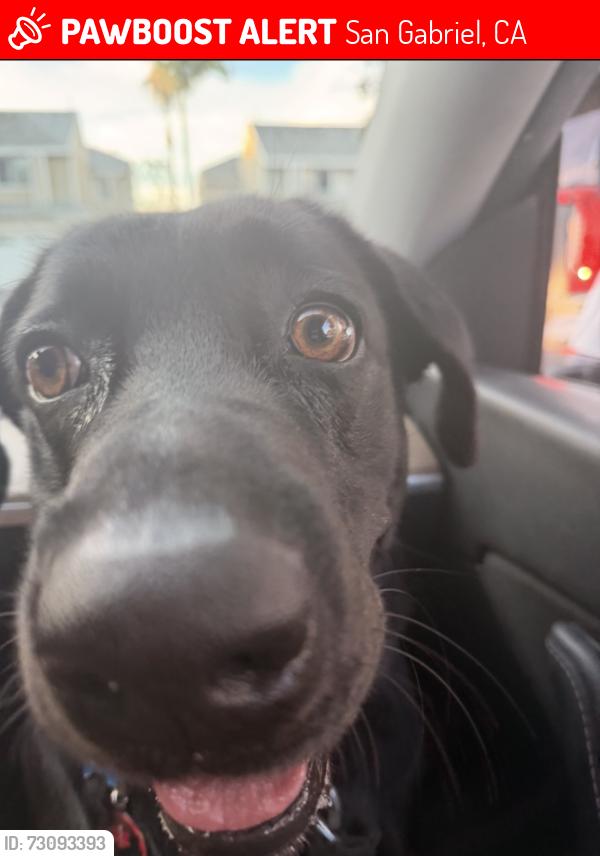 Lost Female Dog last seen San gabriel, San Gabriel, CA 91776