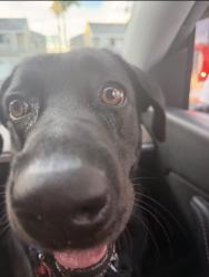 Lost Female Dog last seen San gabriel, San Gabriel, CA 91776