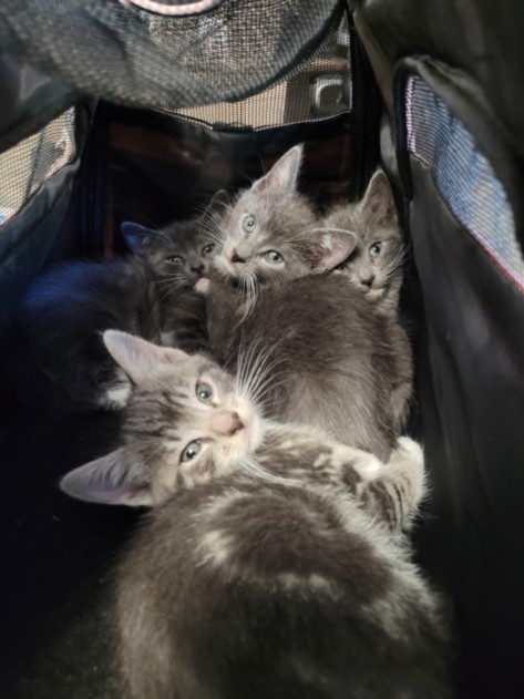 Shelter Stray Female Cat last seen , 957 N Gaffey St, San Pedro, CA 90731, USA