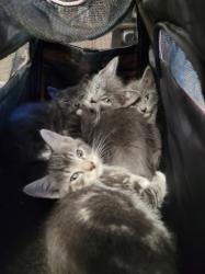 Shelter Stray Male Cat last seen , 957 N Gaffey St, San Pedro, CA 90731, USA