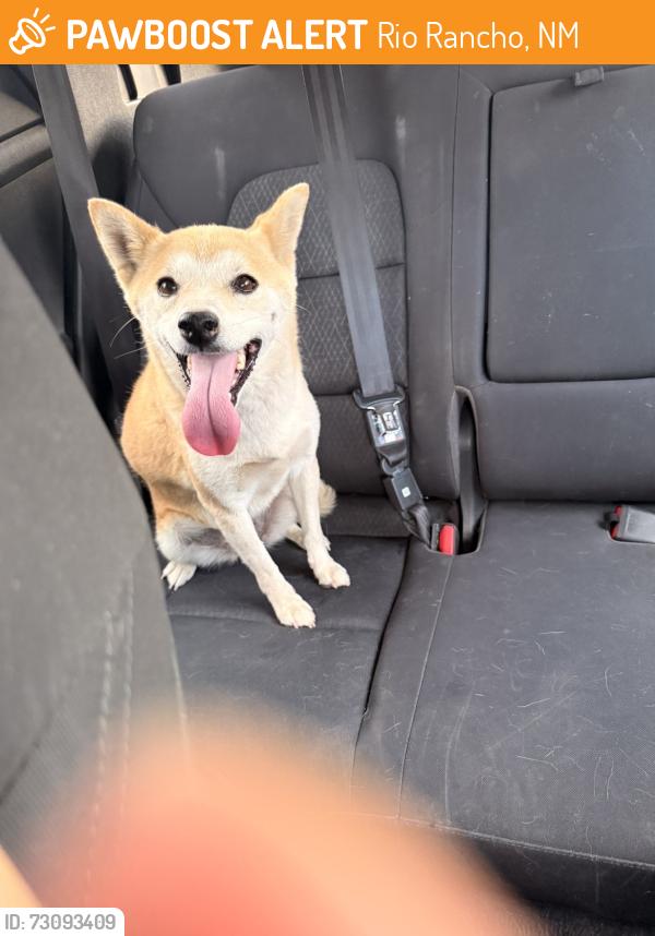 Found/Stray Female Dog last seen Tulip Drive, Rio Rancho, NM 87124