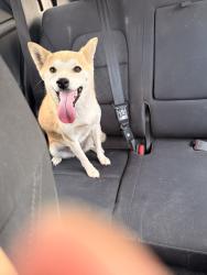 Found/Stray Female Dog last seen Tulip Drive, Rio Rancho, NM 87124