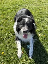 Lost Male Dog last seen Winfieldhills, Sparks, NV 89436