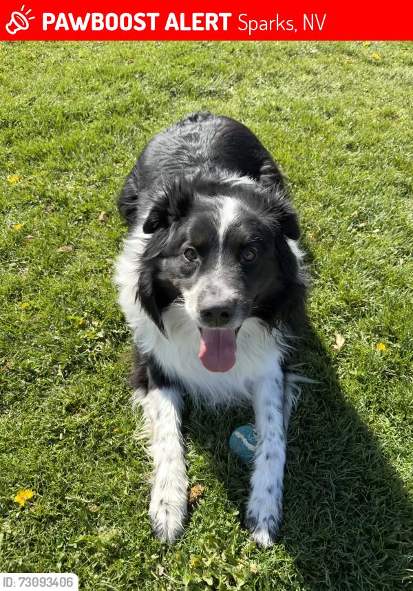 Lost Male Dog last seen Winfieldhills, Sparks, NV 89436