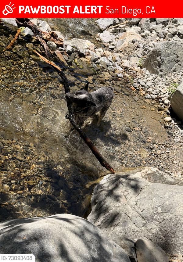 Lost Male Dog last seen Paradise hills, San Diego, CA 92139