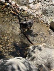 Lost Male Dog last seen Paradise hills, San Diego, CA 92139