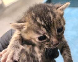 Shelter Stray Male Cat last seen , 3201 Lacy St, Los Angeles, CA 90031, USA