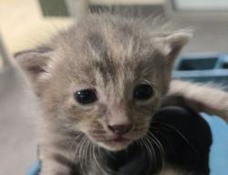 Shelter Stray Female Cat last seen , 3201 Lacy St, Los Angeles, CA 90031, USA
