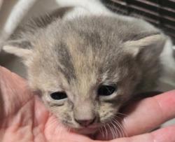 Shelter Stray Female Cat last seen , 3201 Lacy St, Los Angeles, CA 90031, USA