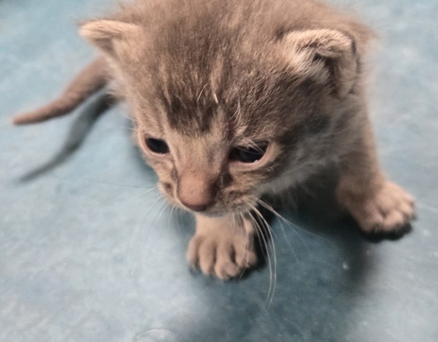 Shelter Stray Male Cat last seen , 3201 Lacy St, Los Angeles, CA 90031, USA