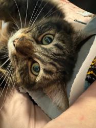 Lost Male Cat last seen Dell Terrace apmts, Vancouver, WA 98663
