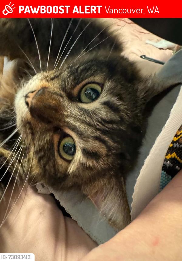 Lost Male Cat last seen Dell Terrace apmts, Vancouver, WA 98663