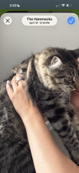 Lost Male Cat last seen Near sw 151 ave, Miami, FL 33196