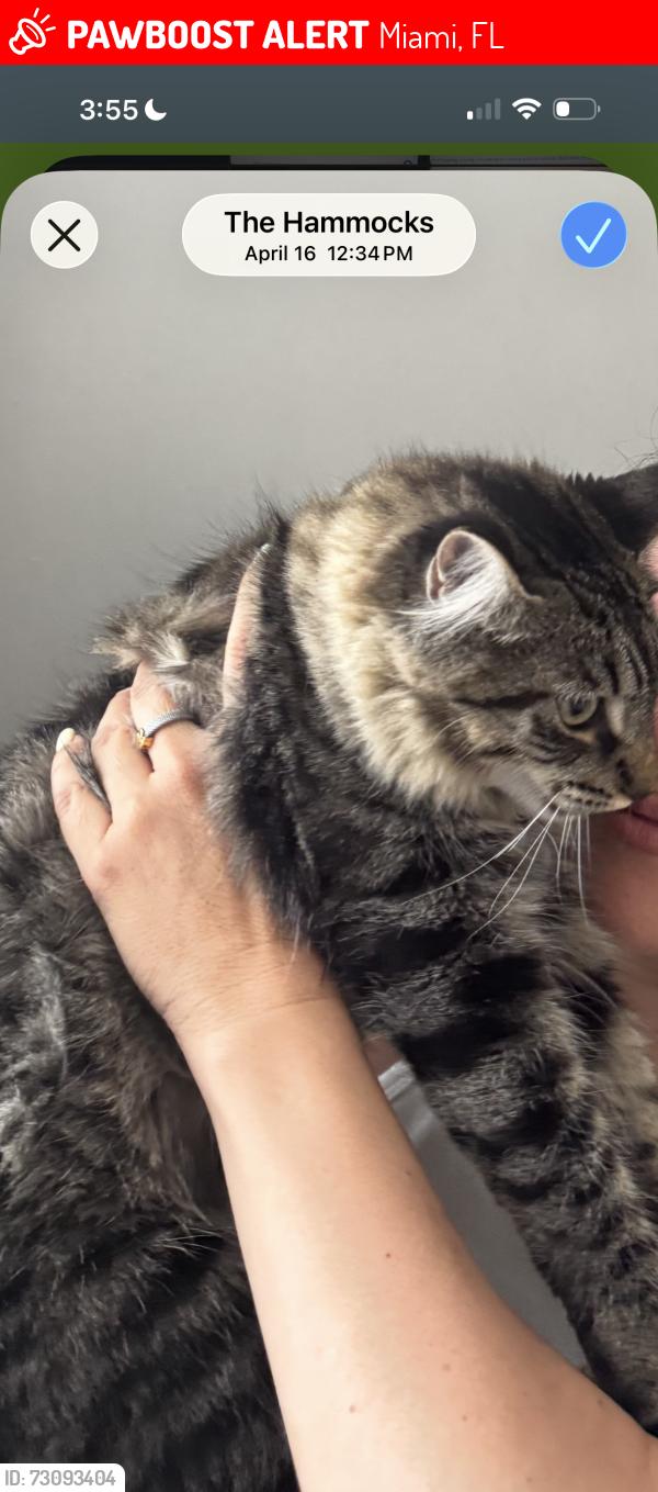 Lost Male Cat last seen Near sw 151 ave, Miami, FL 33196