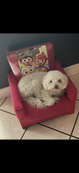 Lost Male Dog last seen 72nd ave and Coronado rd, Phoenix, AZ 85035