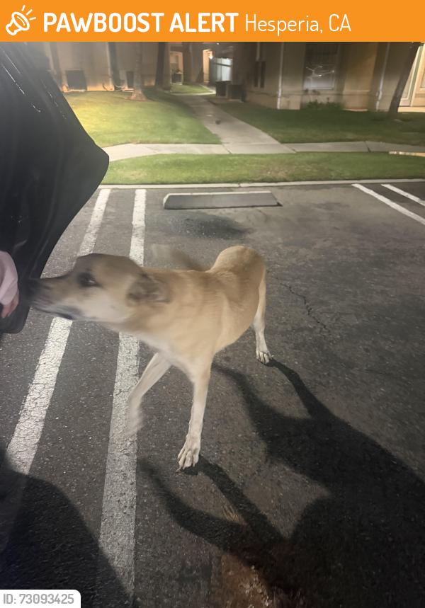 Found/Stray Male Dog last seen 7th ave hesperia ca by police station, Hesperia, CA 92345